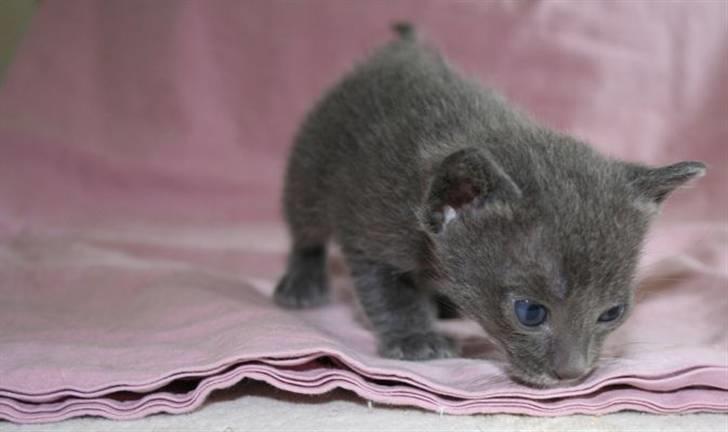 Korat Primprau's Holy Omatikaya - 3 uger billede 3