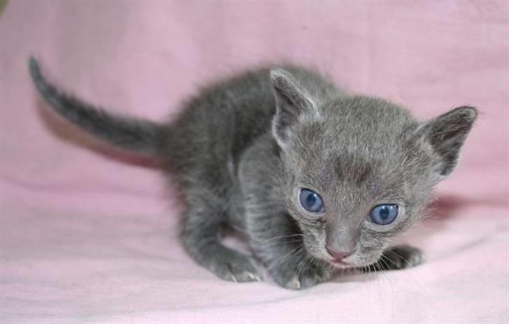 Korat Primprau's Holy Tsaheylu - 3 uger billede 2