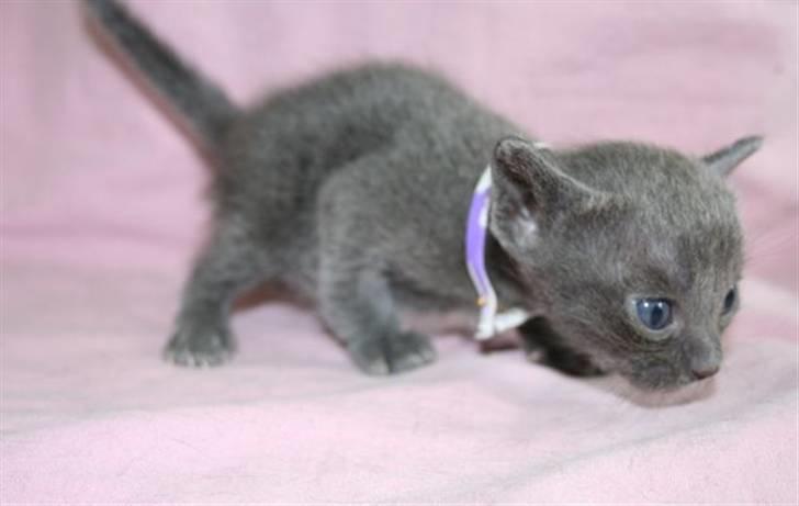 Korat Primprau's Holy Tsaheylu - 3 uger billede 3