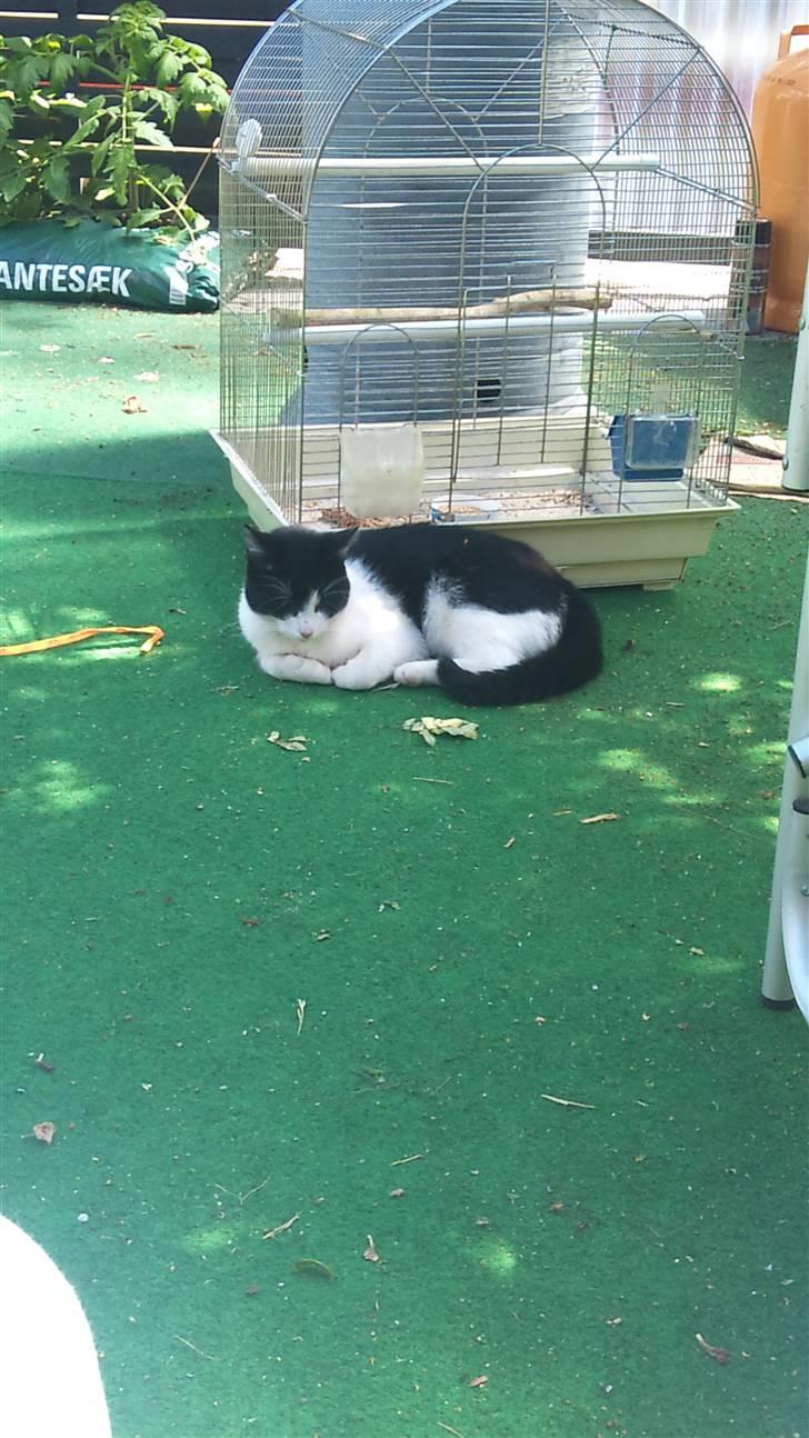 Blanding af racer Heineken billede 1