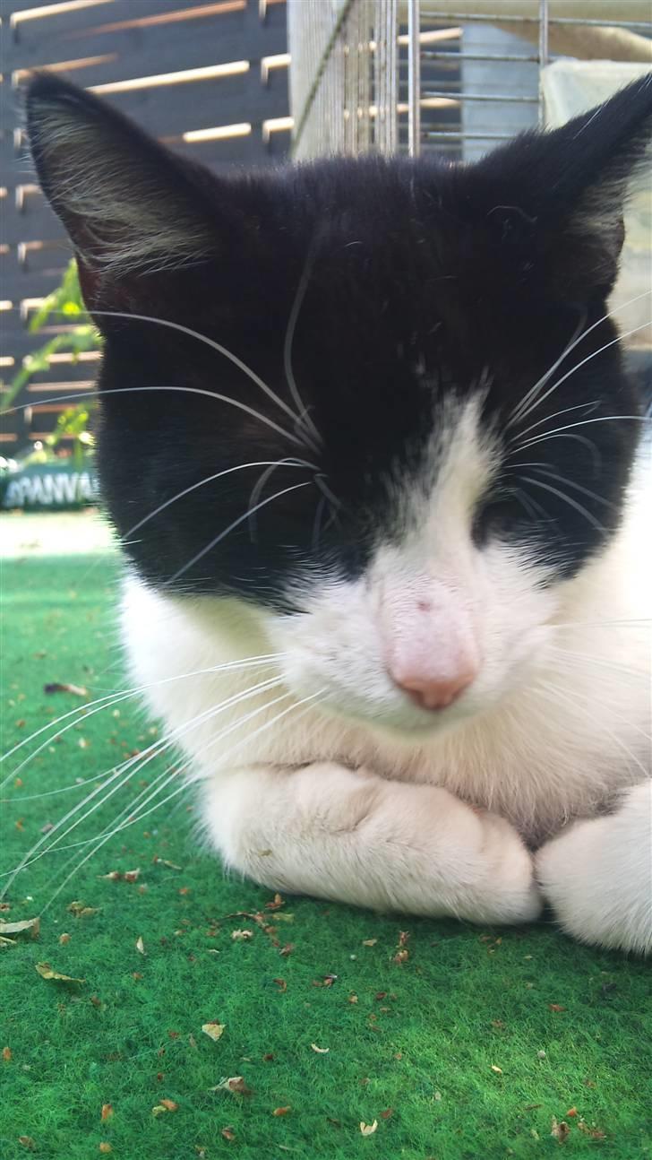 Blanding af racer Heineken billede 2