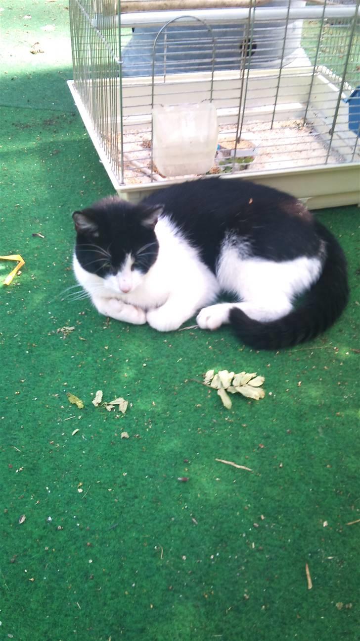 Blanding af racer Heineken billede 3