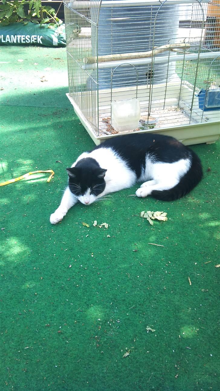 Blanding af racer Heineken billede 4