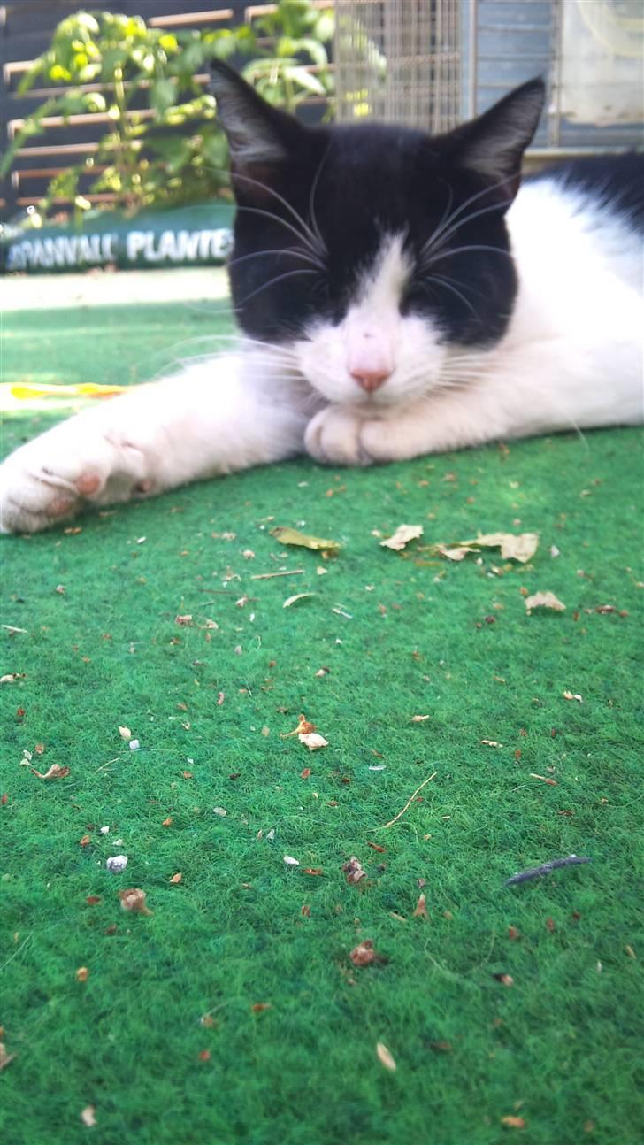 Blanding af racer Heineken billede 5