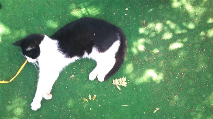 Blanding af racer Heineken billede 6