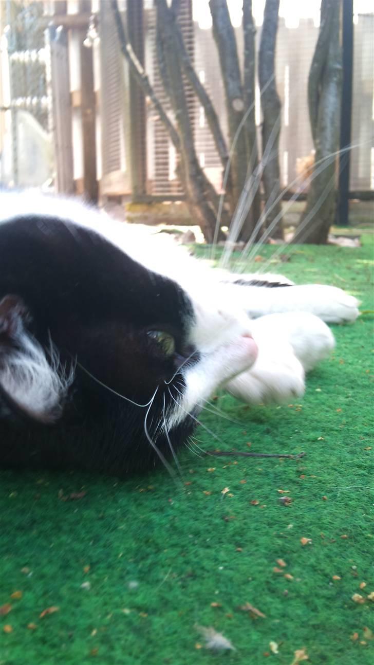 Blanding af racer Heineken billede 7