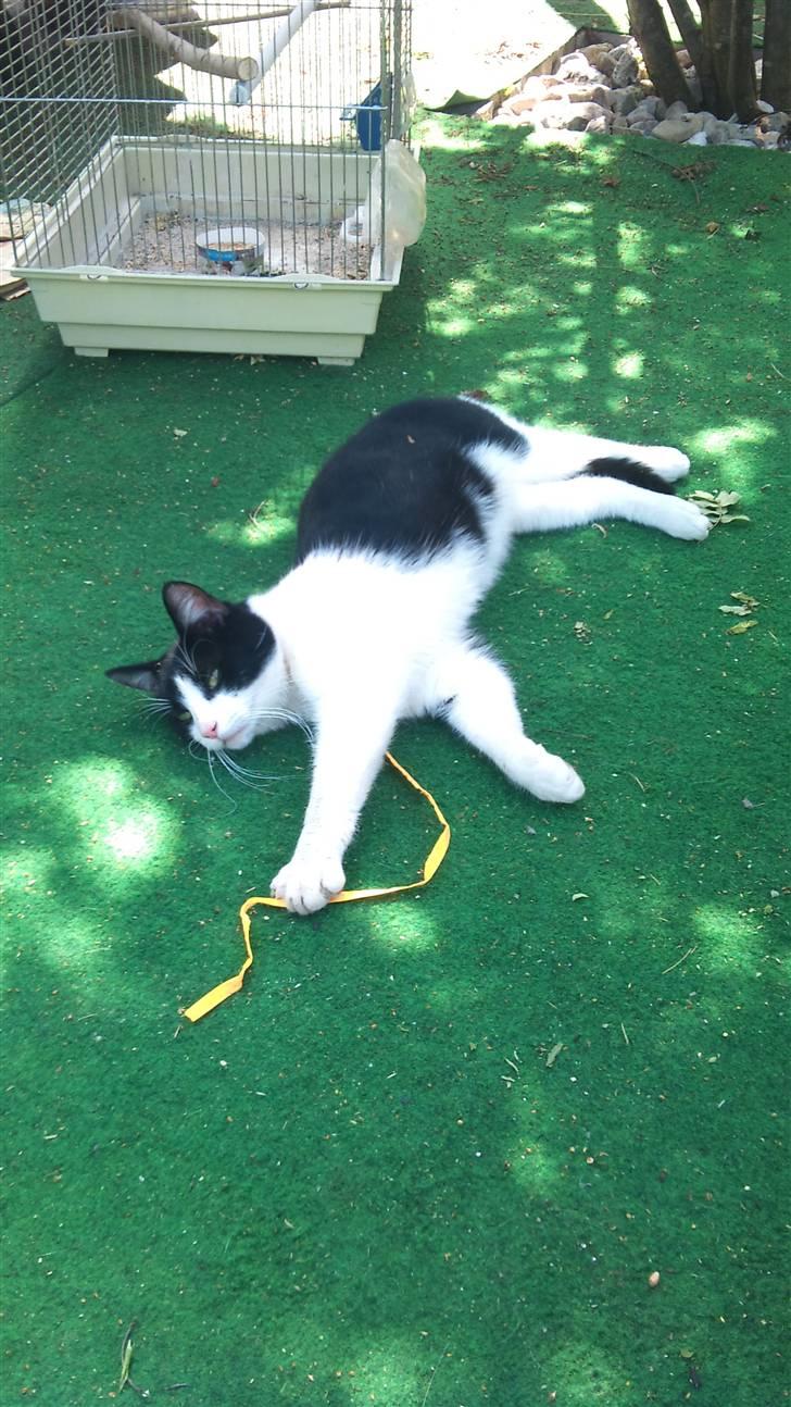 Blanding af racer Heineken billede 8