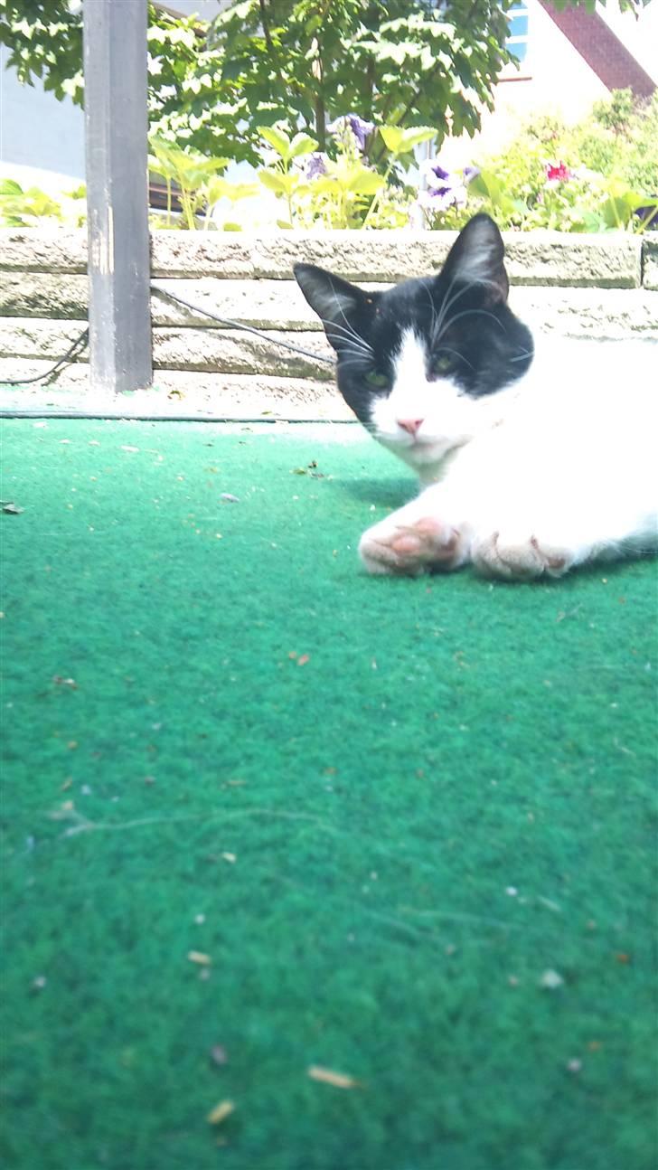 Blanding af racer Heineken billede 9