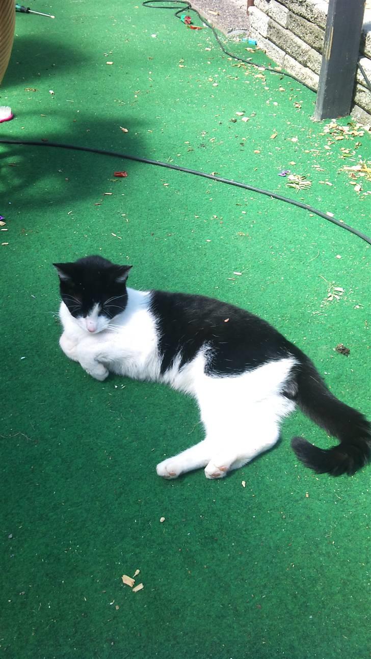 Blanding af racer Heineken billede 10