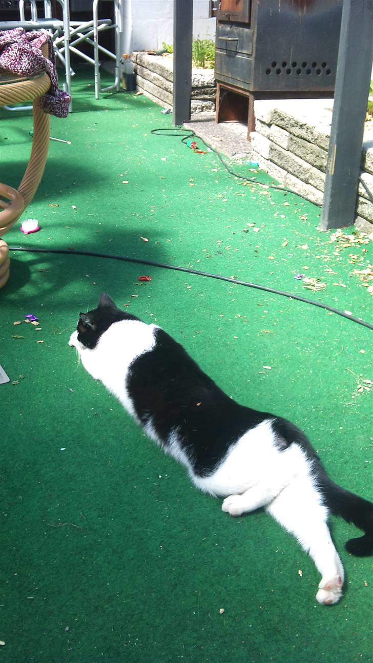 Blanding af racer Heineken billede 12