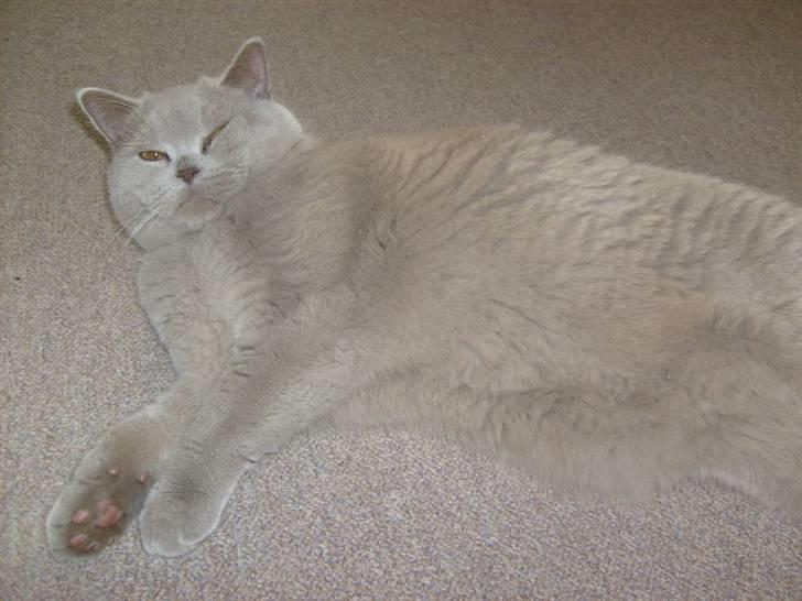 British Shorthair midas - midas hygger sig billede 11