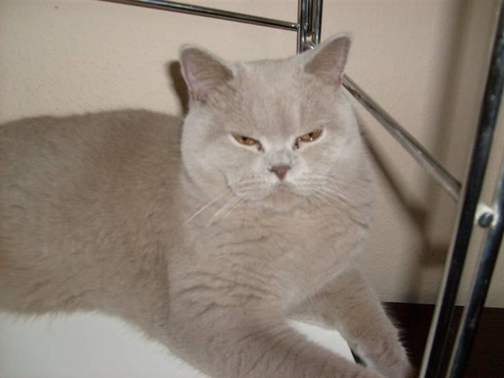 British Shorthair midas - midas træt billede 12