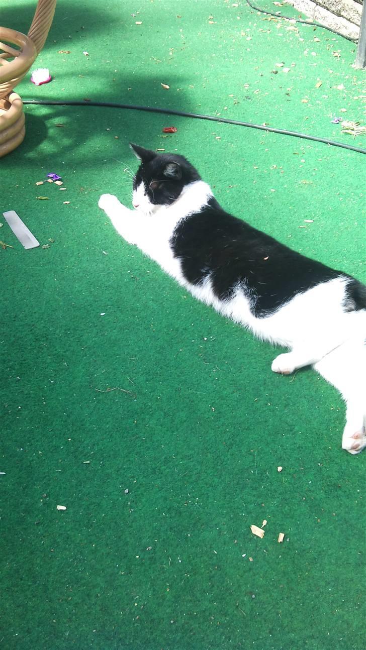 Blanding af racer Heineken billede 13