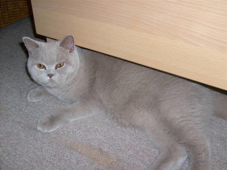British Shorthair midas - midas under bordet billede 13