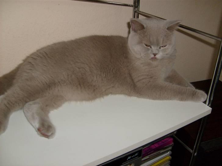 British Shorthair midas - midas fræk billede 14