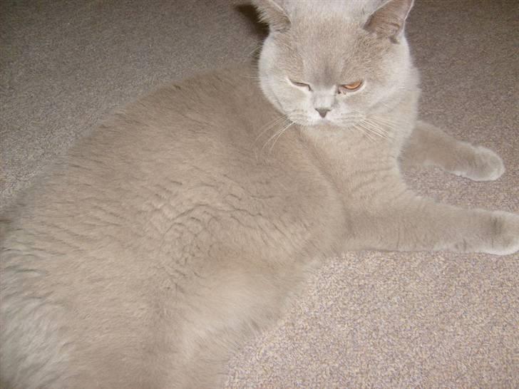 British Shorthair midas - midas gider ik flere billeder billede 15