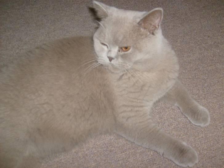 British Shorthair midas - midas billede 16