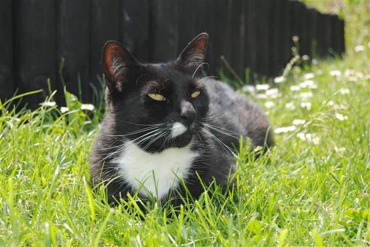 Blanding af racer lillemis/missi billede 15