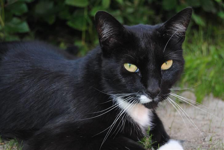 Blanding af racer lillemis/missi billede 16