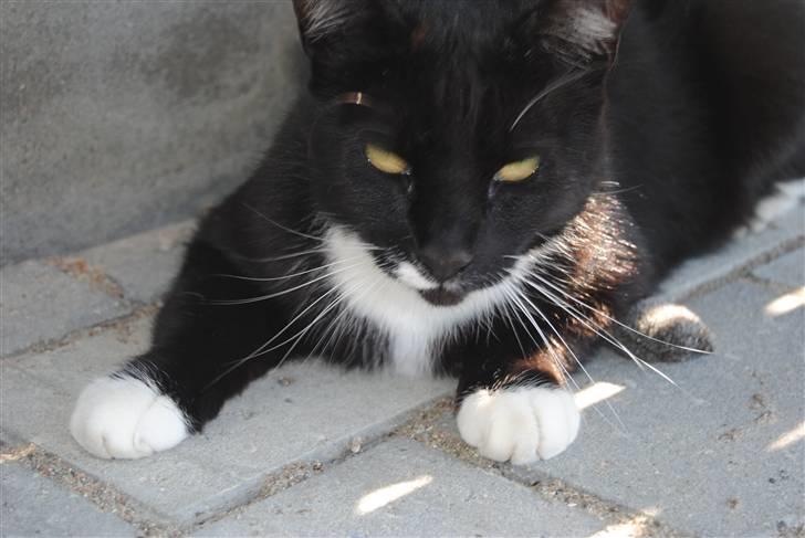 Blanding af racer lillemis/missi billede 17