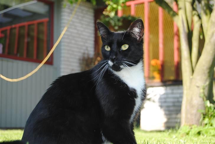 Blanding af racer lillemis/missi billede 18