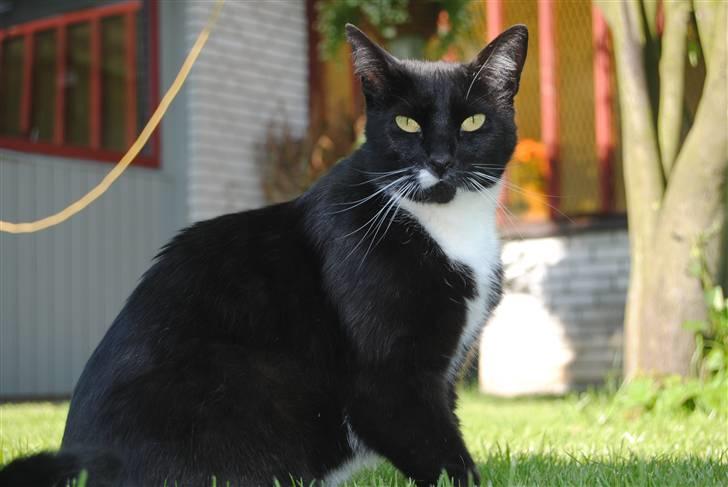 Blanding af racer lillemis/missi billede 19