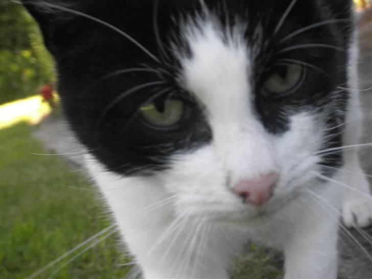 Huskat Brandy - Løbet væk - Velkommen til Braeny´s profil :) billede 1