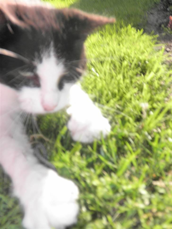 Huskat Brandy - Løbet væk billede 2