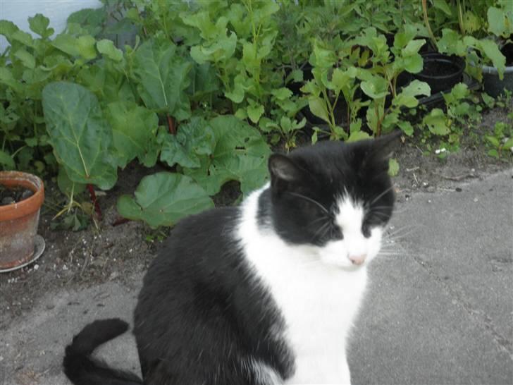 Huskat Brandy - Løbet væk billede 3