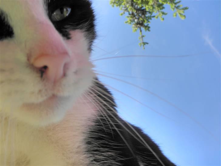 Huskat Brandy - Løbet væk - Mit ynglings billed xD billede 4