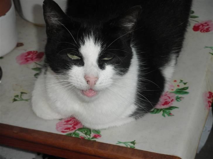 Huskat Brandy - Løbet væk billede 5