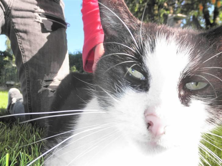 Huskat Brandy - Løbet væk billede 6