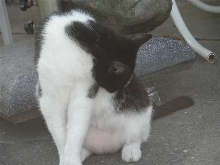 Huskat Brandy - Løbet væk billede 7