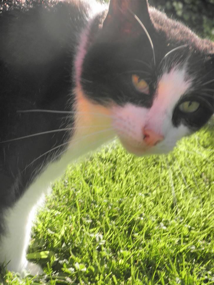 Huskat Brandy - Løbet væk billede 8