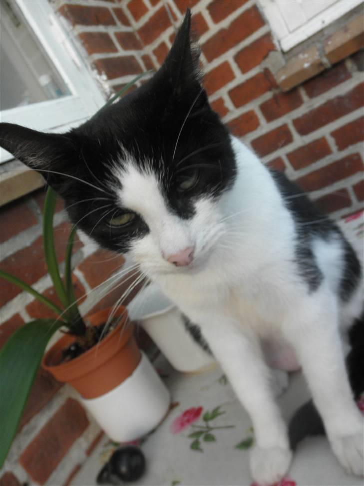 Huskat Brandy - Løbet væk billede 9