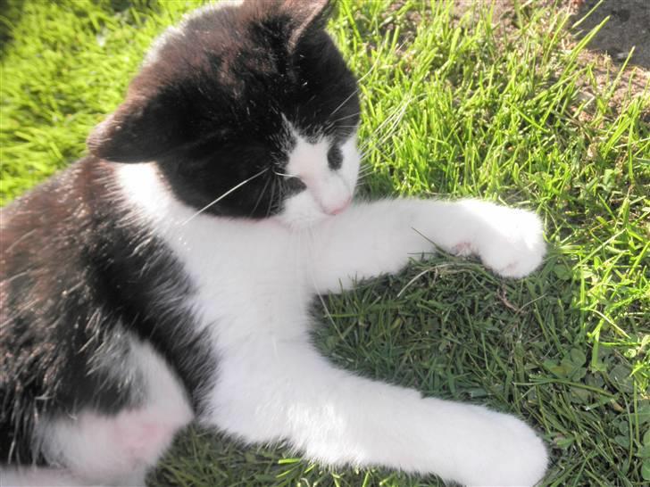 Huskat Brandy - Løbet væk billede 10