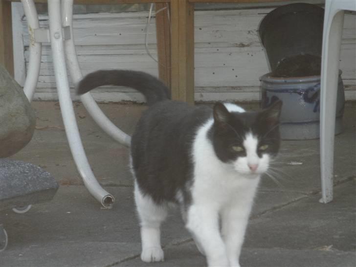 Huskat Brandy - Løbet væk billede 11