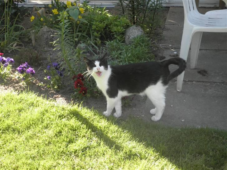 Huskat Brandy - Løbet væk billede 12