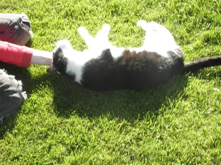 Huskat Brandy - Løbet væk billede 13