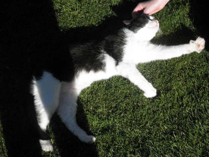 Huskat Brandy - Løbet væk billede 14