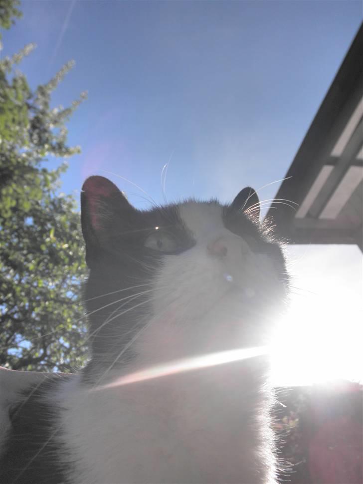 Huskat Brandy - Løbet væk - Du er smuk som en sol nedgang :D<33 billede 15