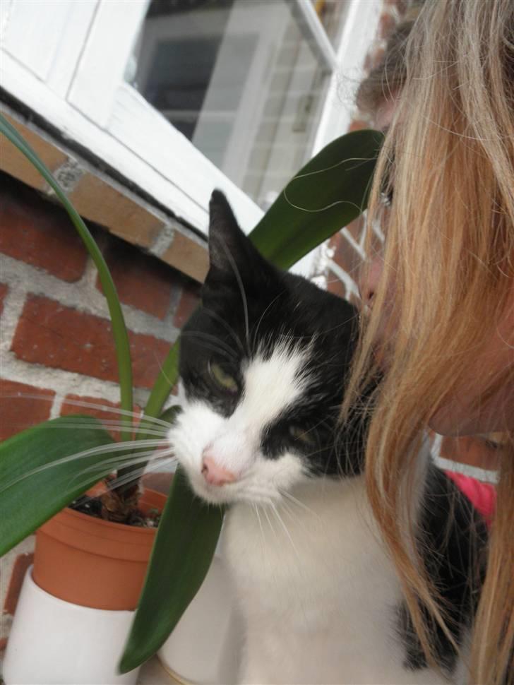 Huskat Brandy - Løbet væk billede 16