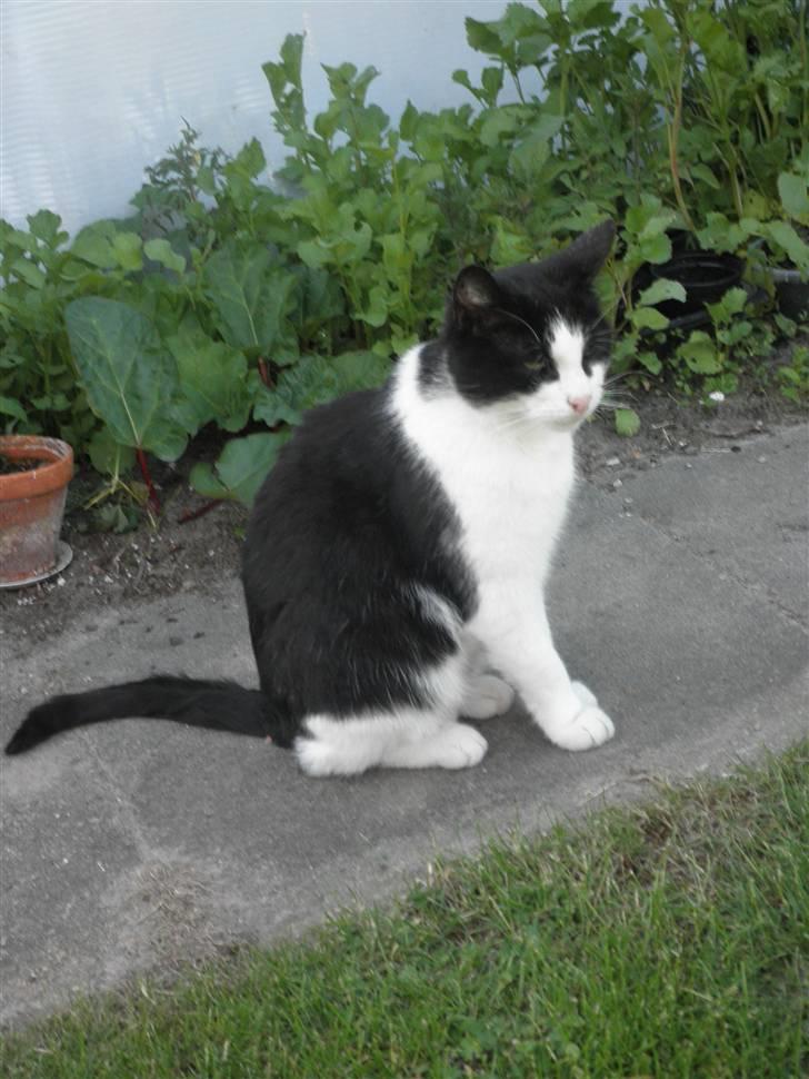 Huskat Brandy - Løbet væk billede 18