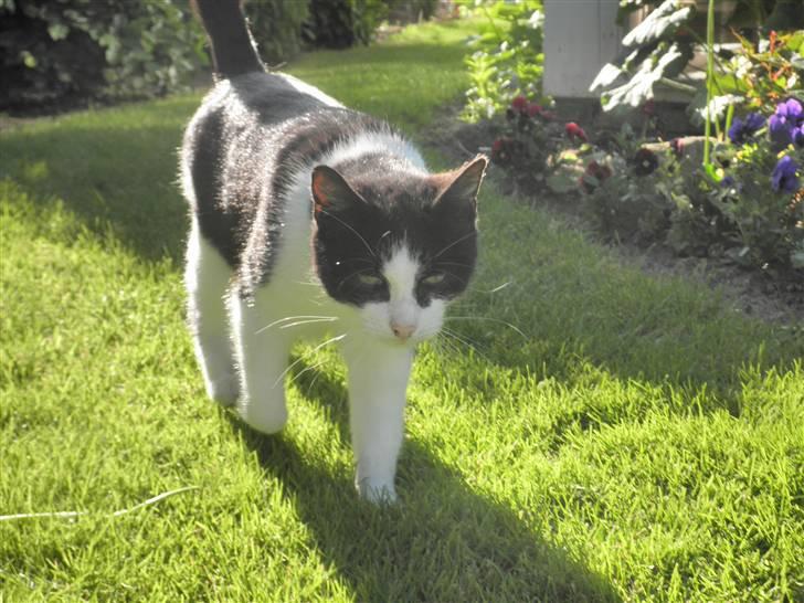 Huskat Brandy - Løbet væk billede 19