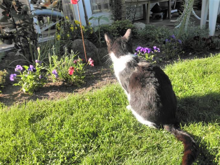 Huskat Brandy - Løbet væk billede 20