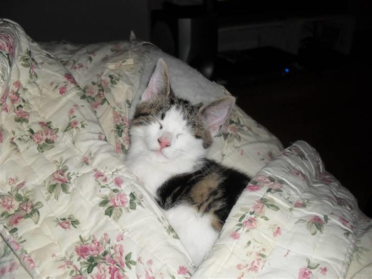 Huskat jinnie - jinnie putter billede 1