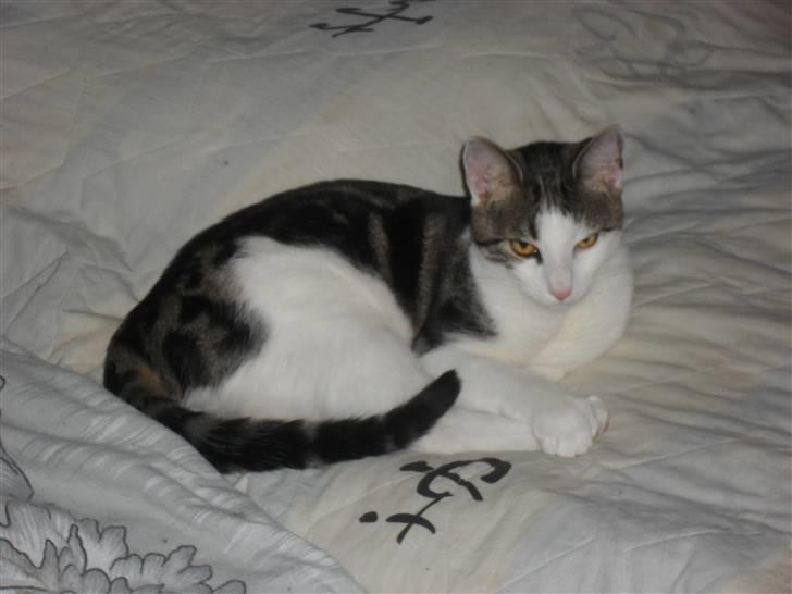 Huskat jinnie - jinnie billede 2