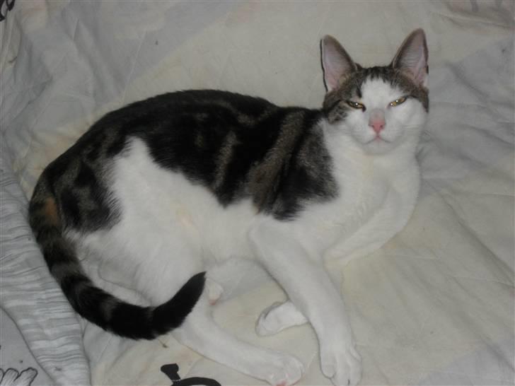 Huskat jinnie - jinnie billede 3