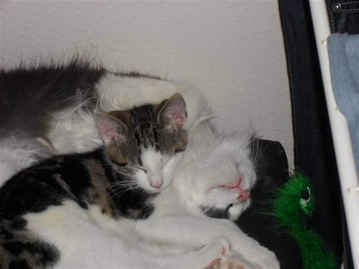 Huskat jinnie - jinnie og chilli  billede 4