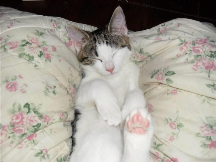 Huskat jinnie - jinnie billede 6